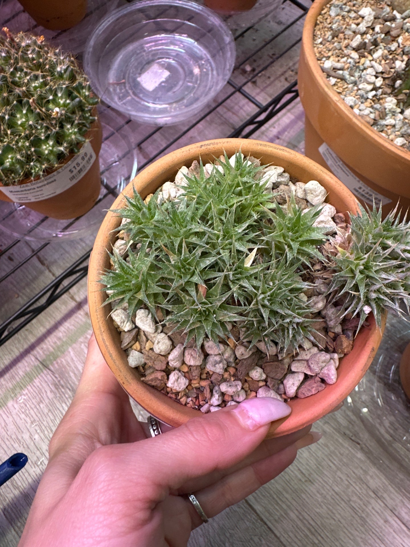 Deutercohnia lorentziana (#385938359)