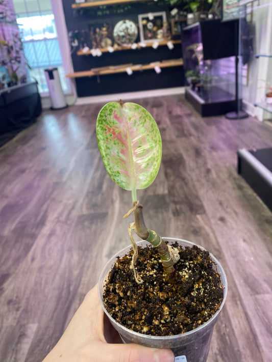 Aglaonema Mahasettee (4") [ID #52485066]