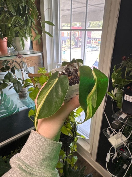 Philodendron Hederaceum 'Silver Stripe' (#781248772)