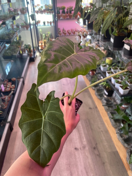 Alocasia Mayan Mask (#3460605262)