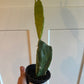 Opuntia Cv. 'Variegated' (#719036552)