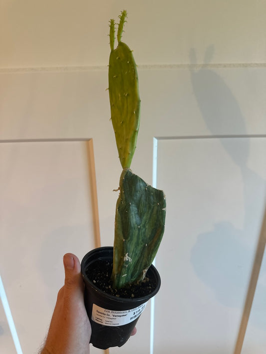 Opuntia Cv. 'Variegated' (#719036552)
