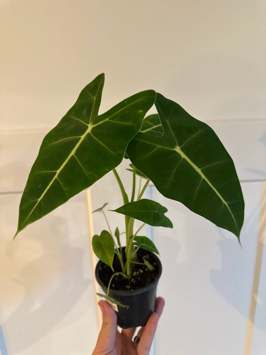 Alocasia Frydek (#935028018)