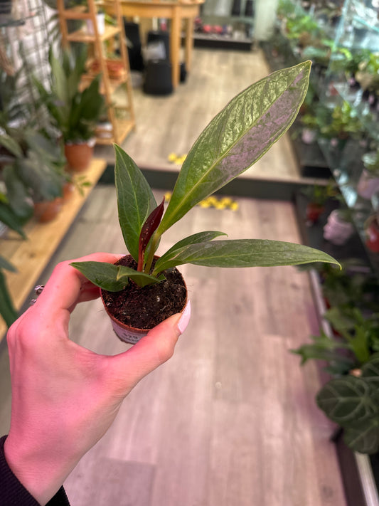Anthurium bonplandii 'Cobra' (#172678317)