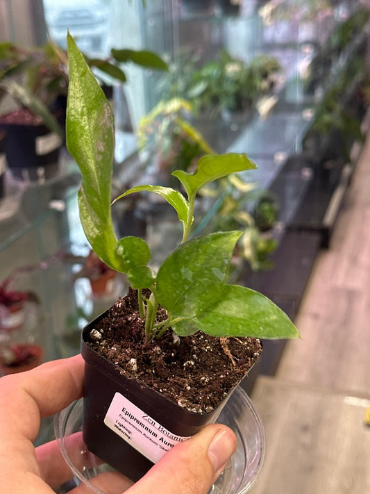 Epipremnum Aureum 'Skeleton Key' (#161196814)
