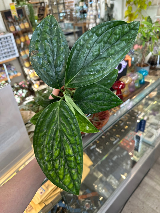Monstera karstenianum 'Peru' (#503585930)