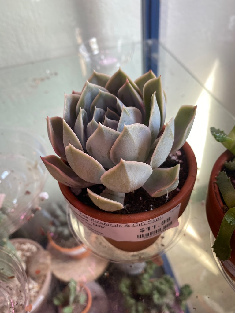 Echeveria  'noID' (#5531062941)