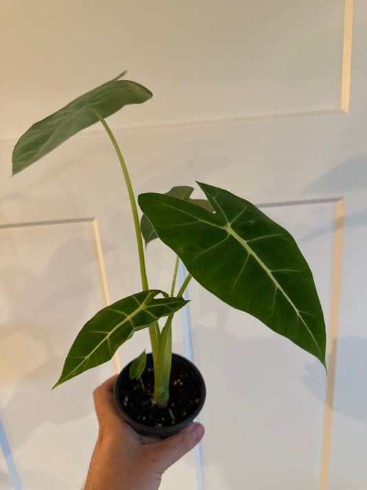 Alocasia Frydek (#744882146)