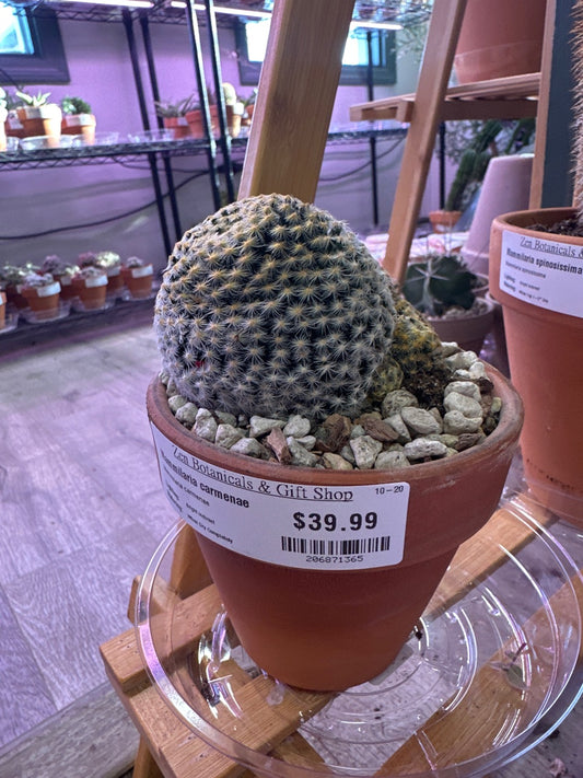 Mammilaria carmenae (#206871365)