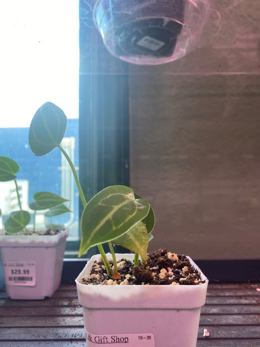 Anthurium noID '2x seedling' (#387793514)