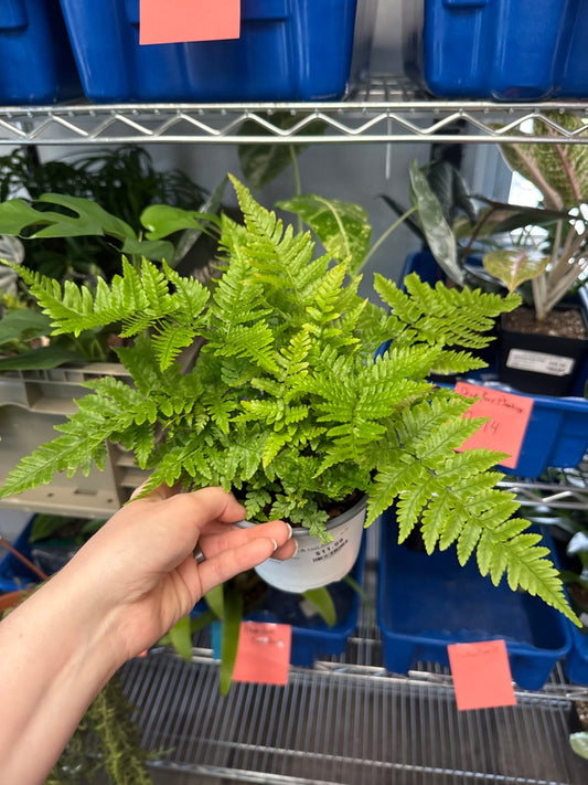 Nephrolepis Exaltata 'Boston Fern' (#777839133)