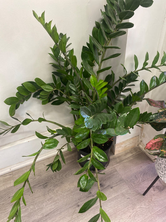 Zamioculcas zamiifolia 'ZZ Plant' (#909637961)