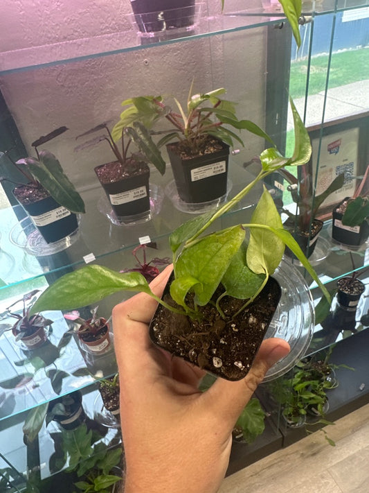 Epipremnum Aureum 'Skeleton Key' (#397118816)