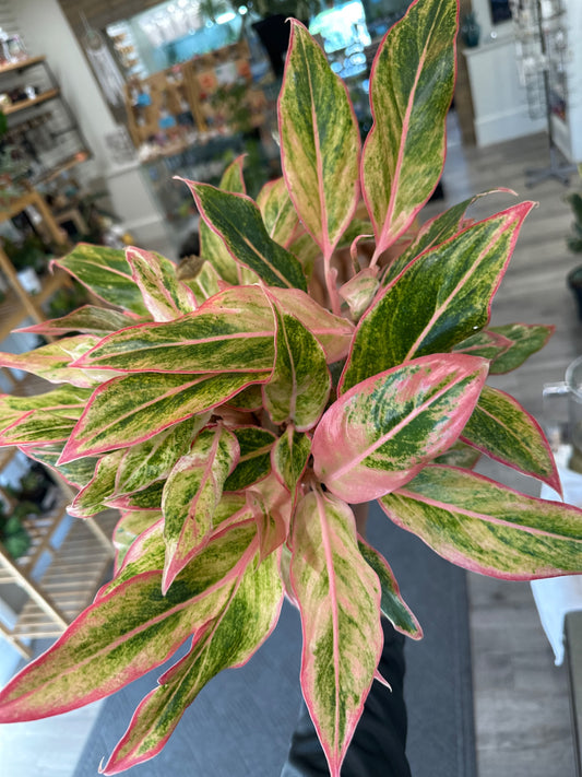 Aglaonema Creta (6" Nursery Pot) [ID #60043903]