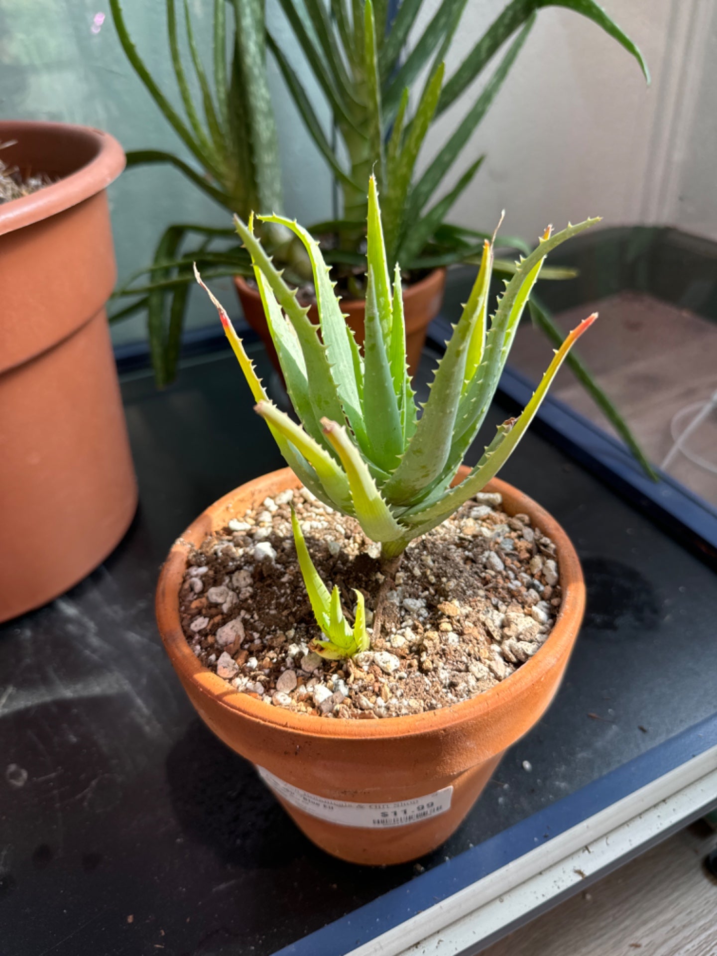 Aloe spp. 'Blue Elf' (#000433142089)