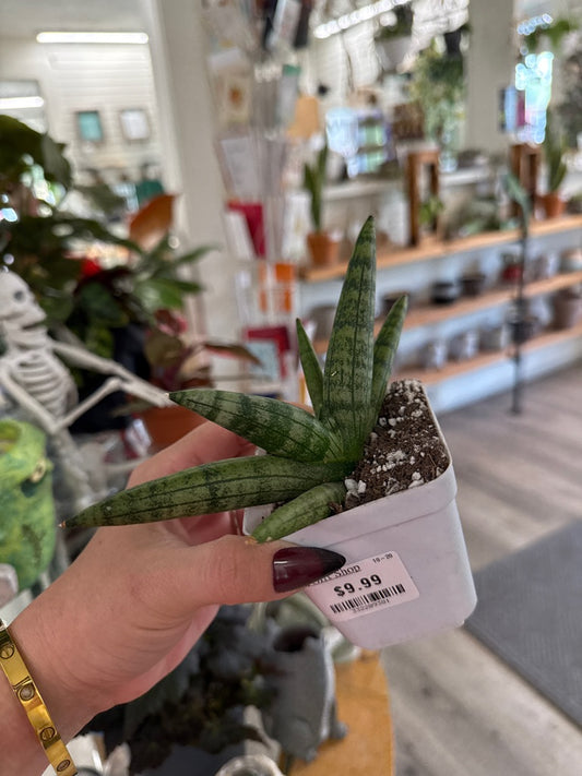 Sansevieria Boncel (#332209381)