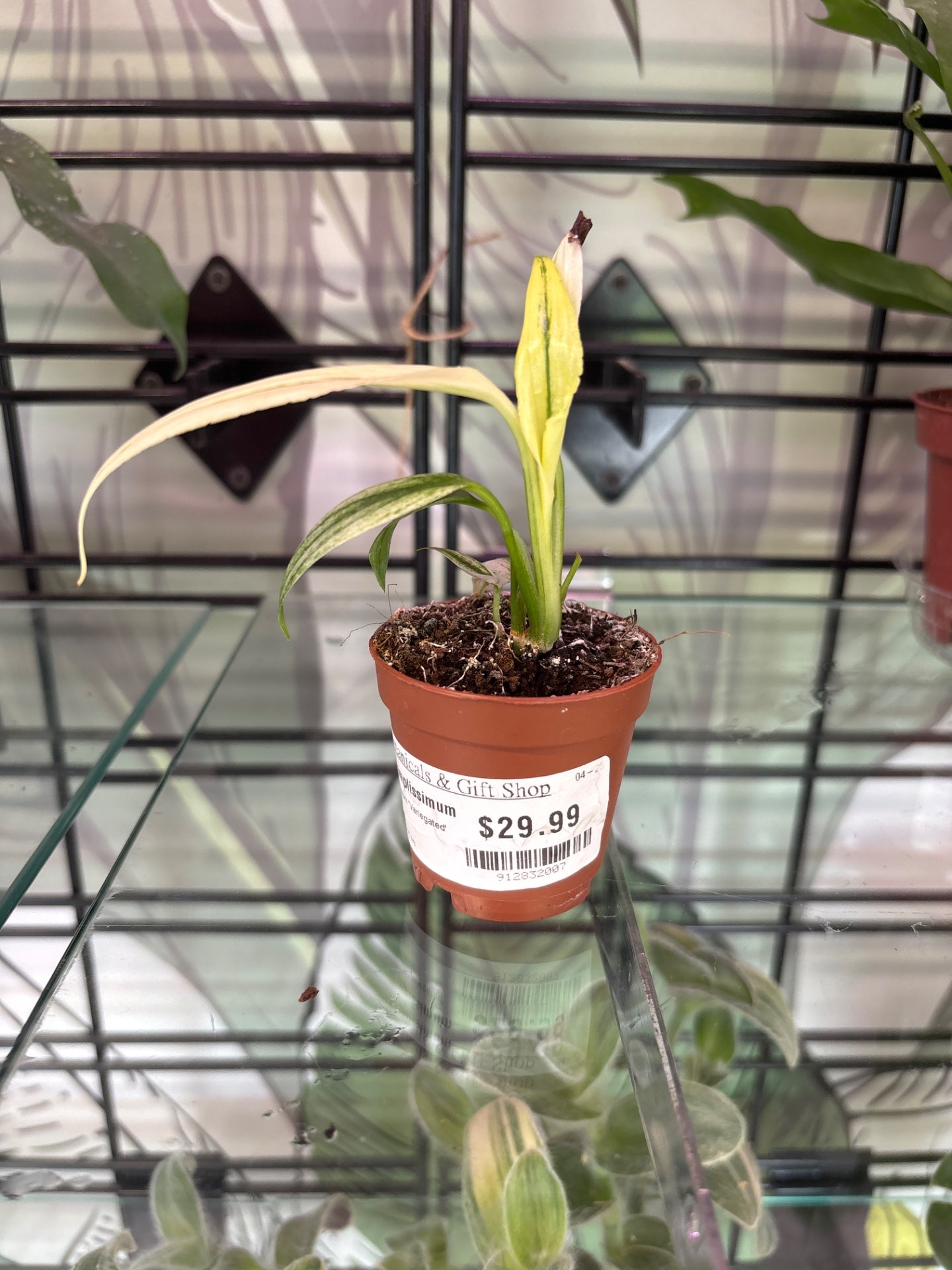 Epipremnum amplissimum 'Variegated' (#912832007)
