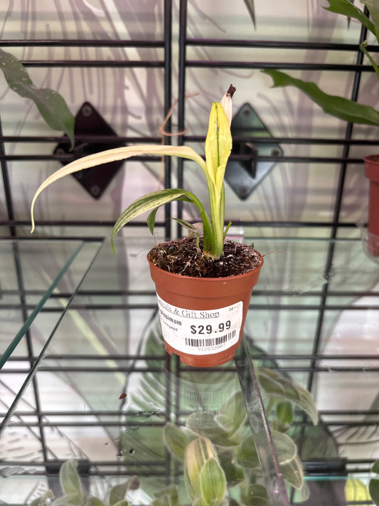 Epipremnum amplissimum 'Variegated' (#912832007)