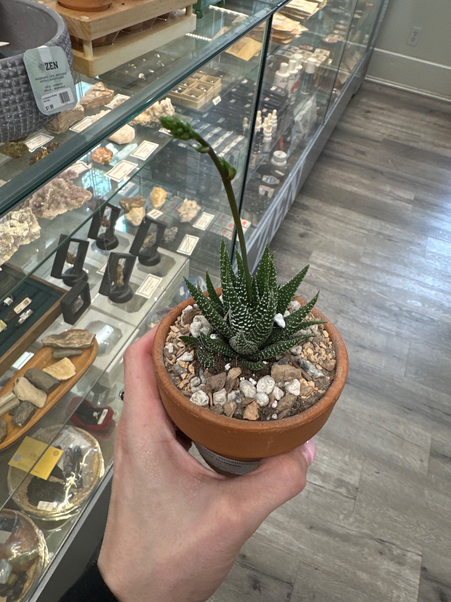 Haworthia Universe (#816797103)