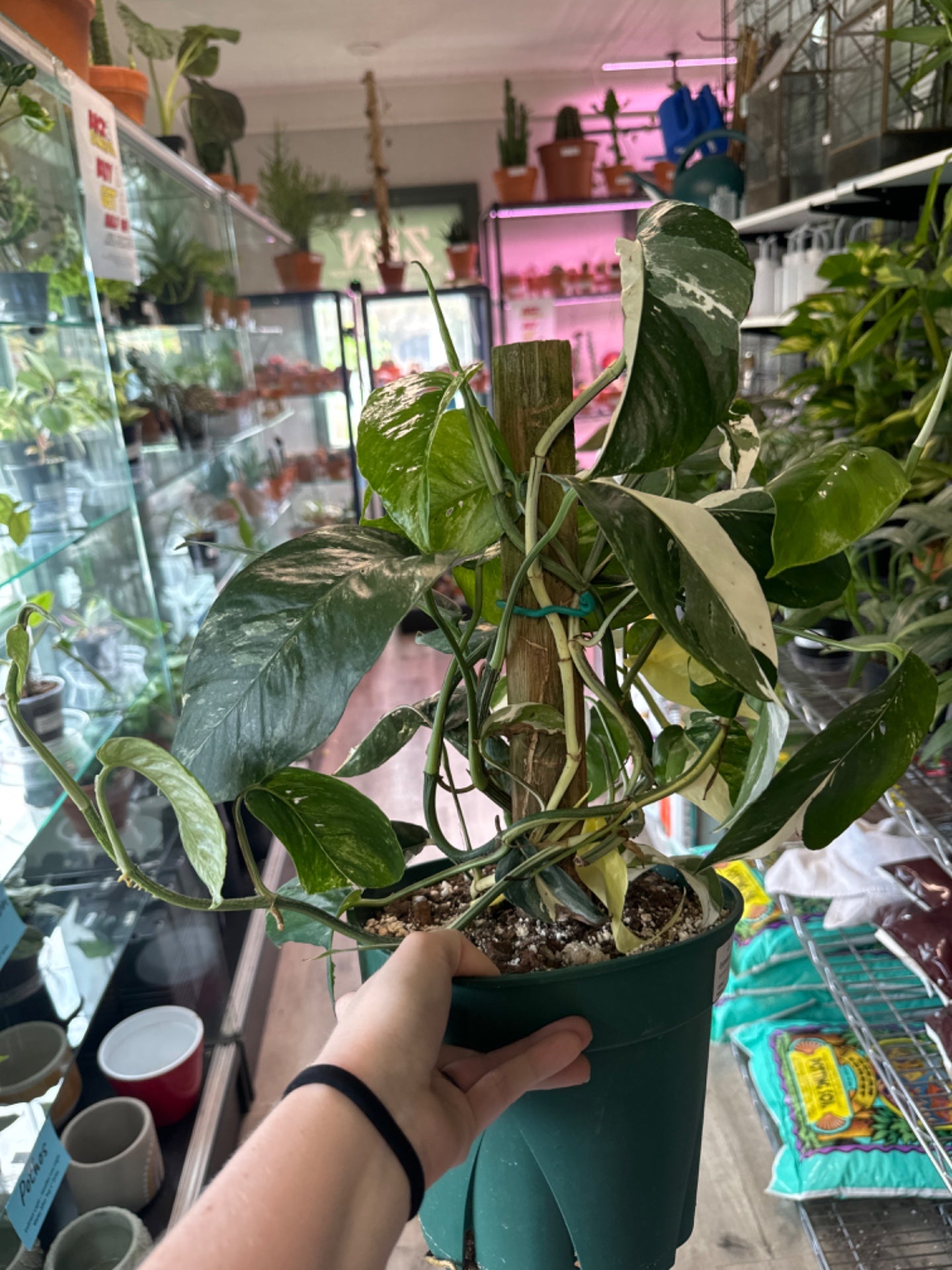 Epipremnum Albo (8" Nursery Pot) [ID #39308355]