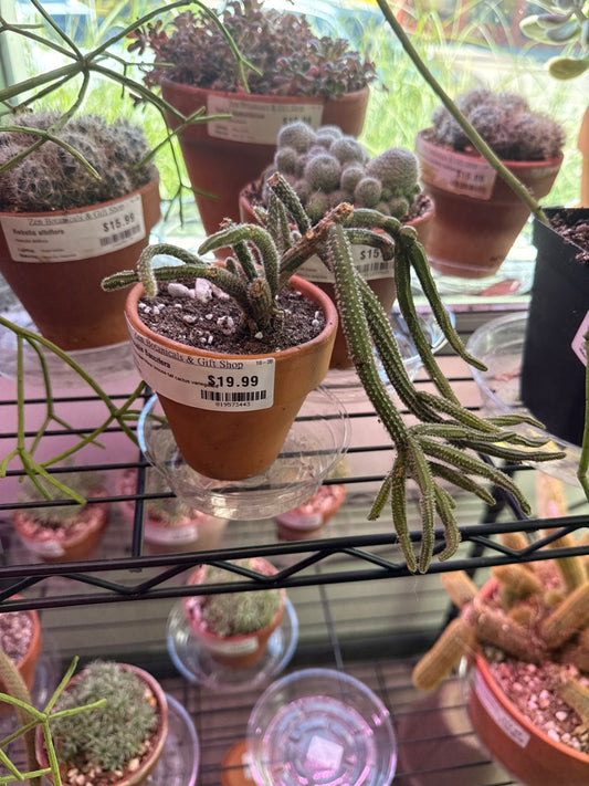 Rhipsalis Baccifera 'mouse tail cactus variegated' (#819573443)