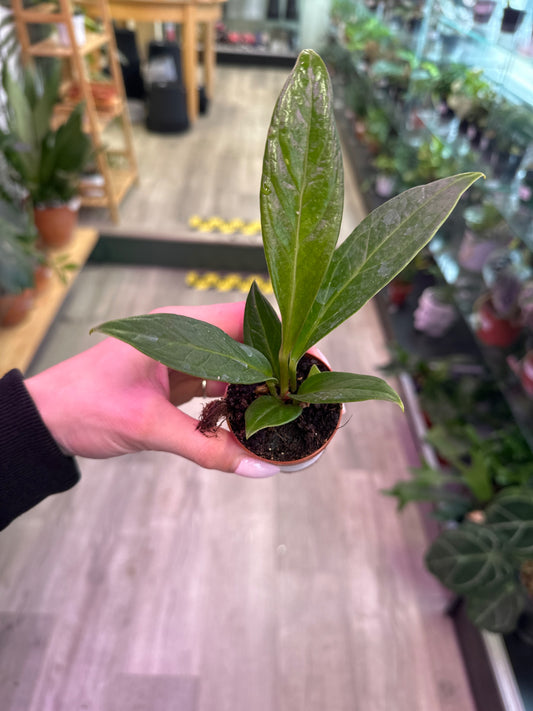 Anthurium bonplandii 'Cobra' (#900854237)