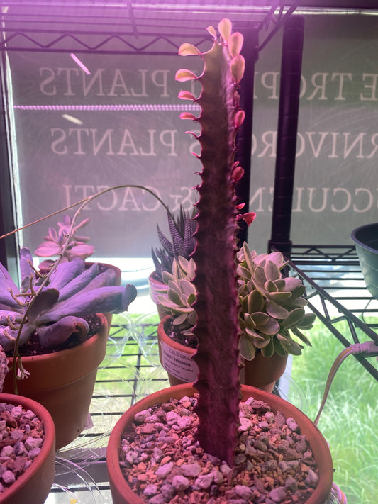 Euphorbia trigona 'Royal Red' (#166194590)