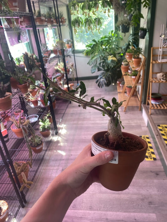 Caudiciform Fockea edulis (#463743306)