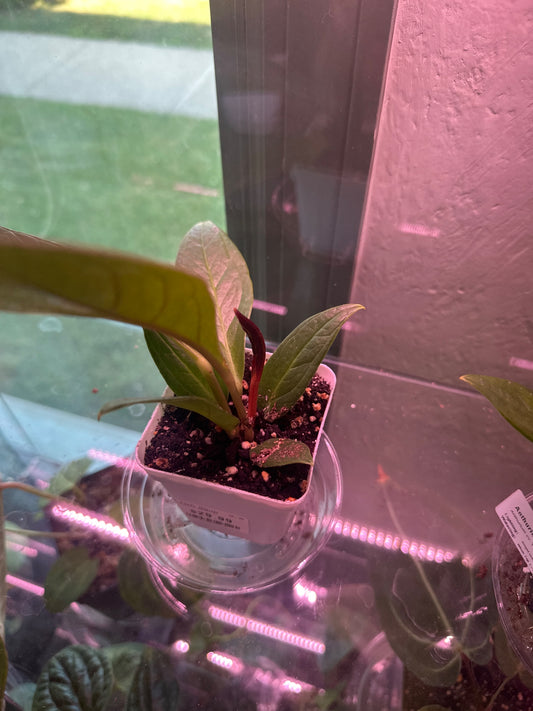Anthurium bonplandii 'Cobra' (#998093314)