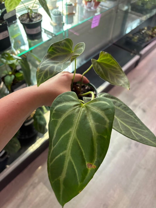 Anthurium  Skg pink lemonade x rio (#130876160)