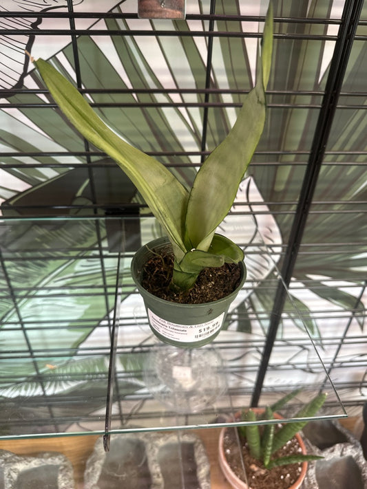 Sansevieria Trifasciata 'moonshine' (#796302425)
