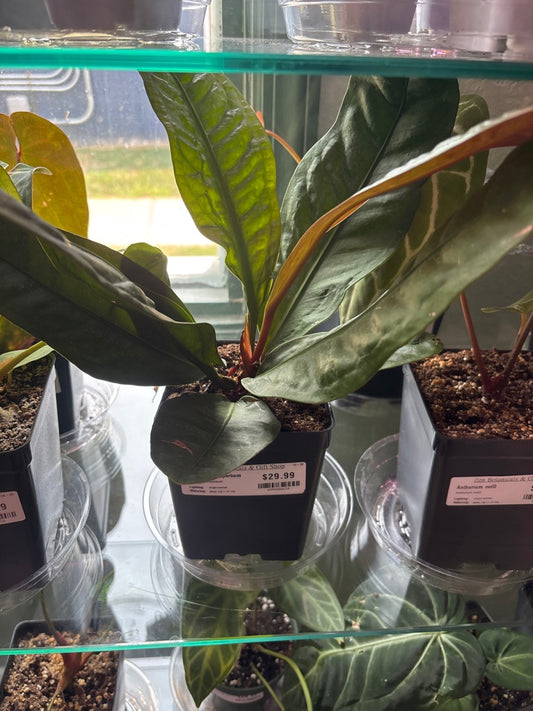 Anthurium superbum (#895486634)