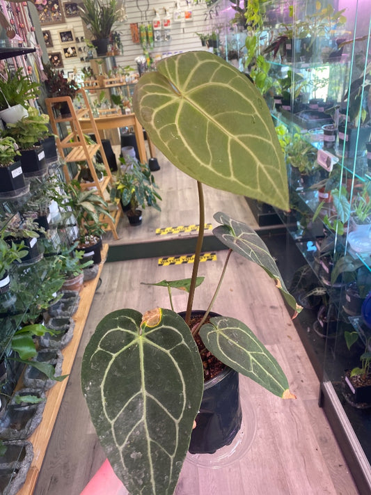 Anthurium noID (#809210146)
