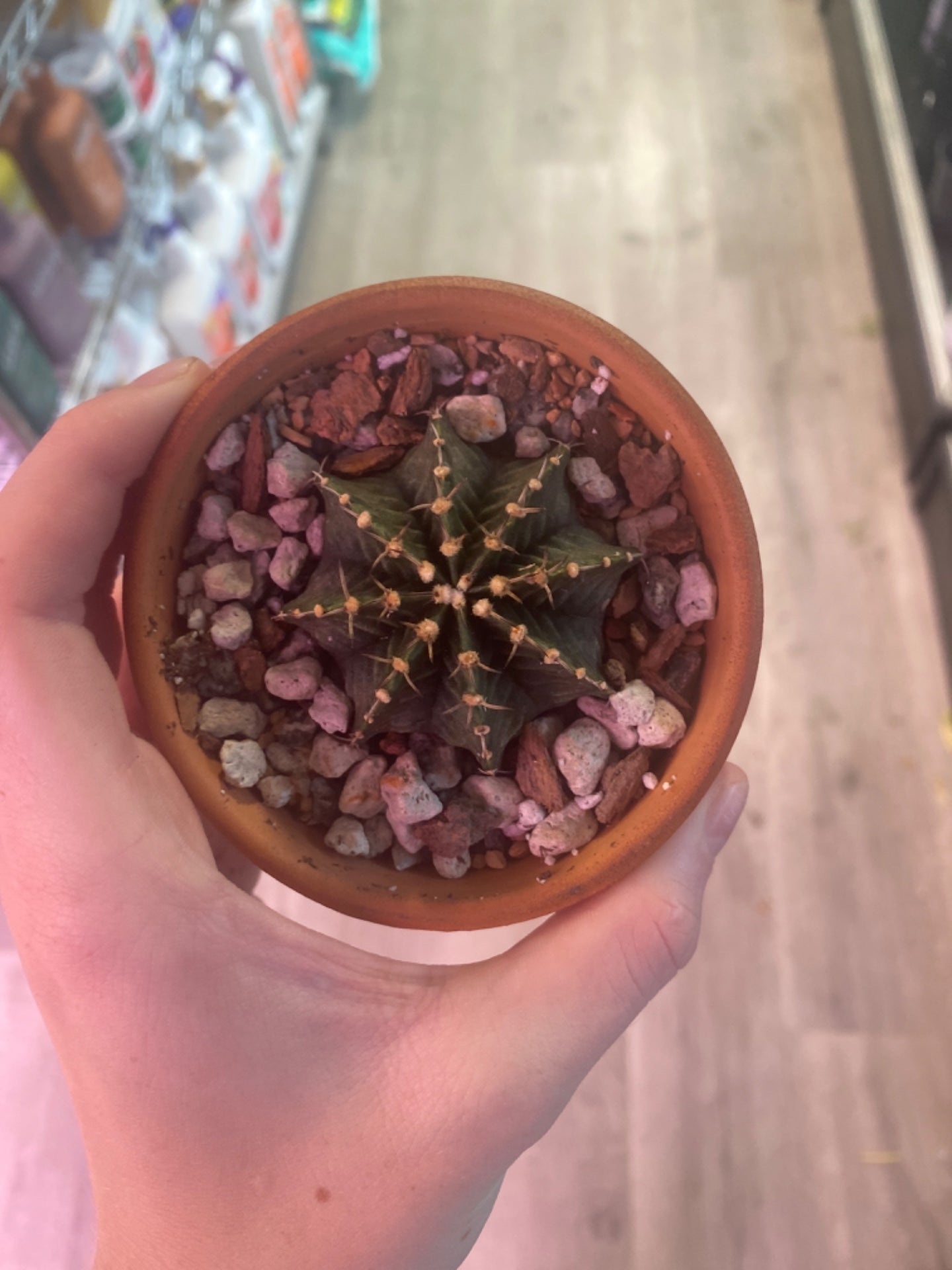 Gymnocalycium T-Rex (3.5") [ID #20742238]