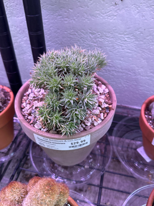 Deutercohnia lorentziana (#802125054)