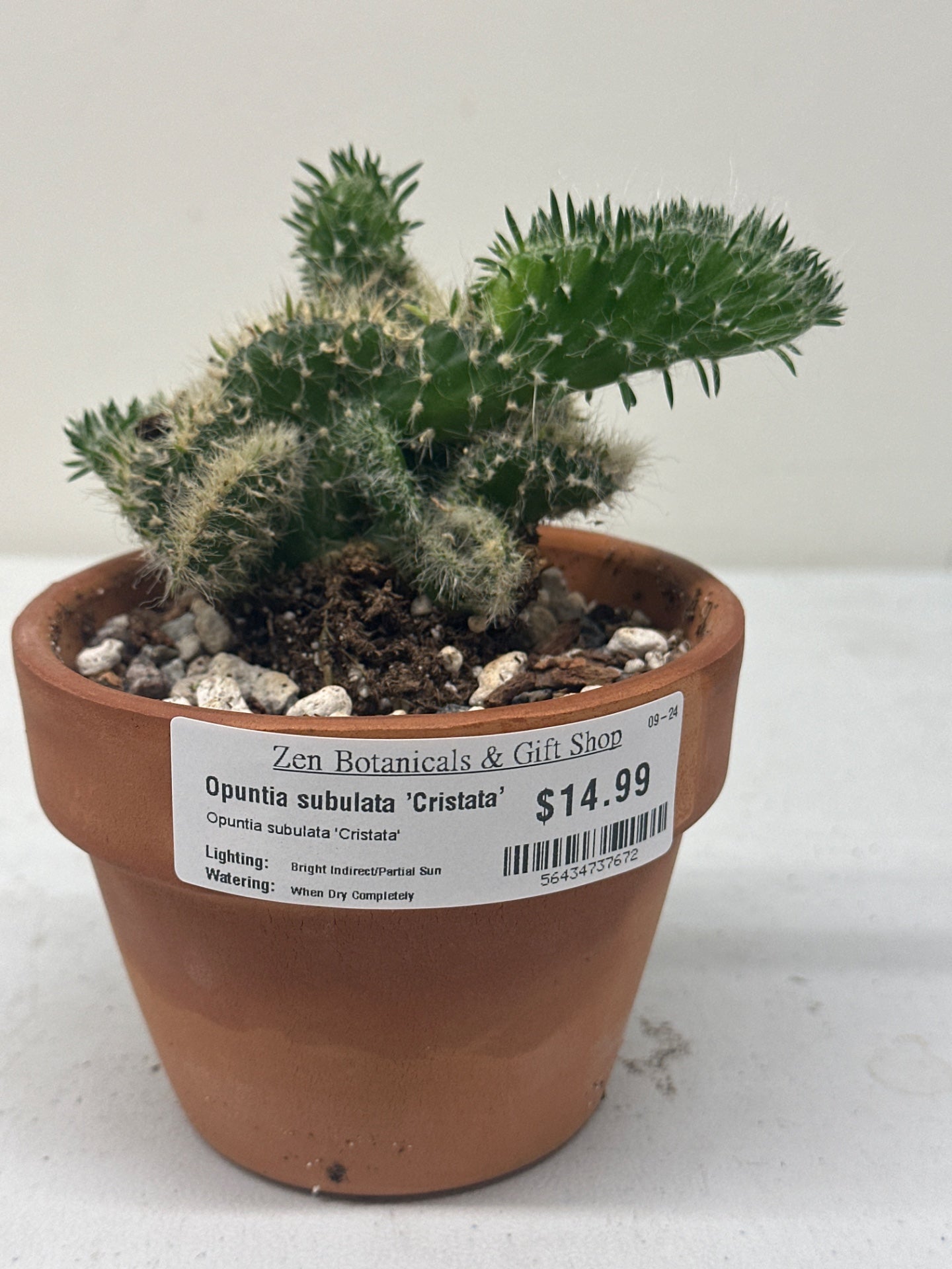 Austrocylindropuntia Subulata Cristata (4") [ID #56434737672]