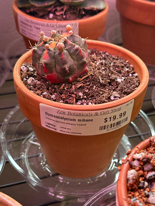 Gymnocalycium mihano 'Hybrid' (#927192525)