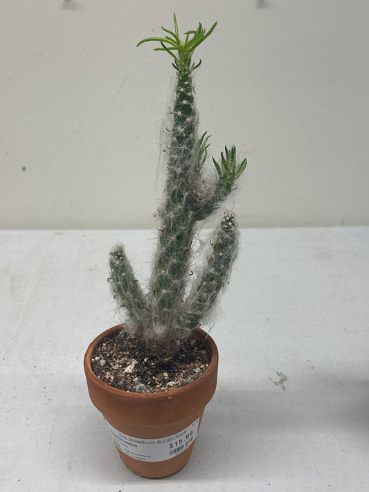 Opuntia vestita (3.5" Clay Pot) [ID #84481674]