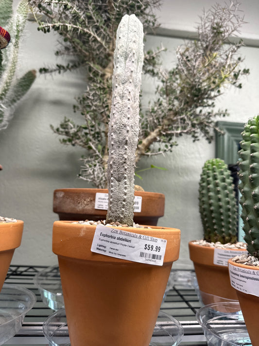 Euphorbia abdelkuri 'Pickle Cactus' (#360905668)
