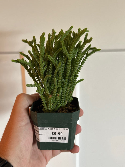 Crassula Muscosa 'Watch Chain' (#284500715)