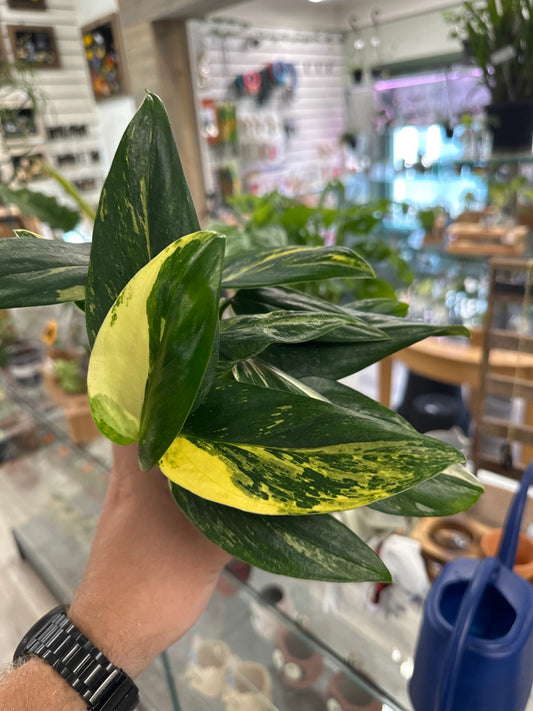 Monstera standleyana 'Albo Variegata' (#806271920)