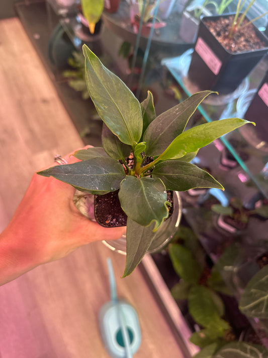 Anthurium Plowmanii (#692597951)