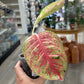 Aglaonema Mahasettee (4") [ID #52485066]