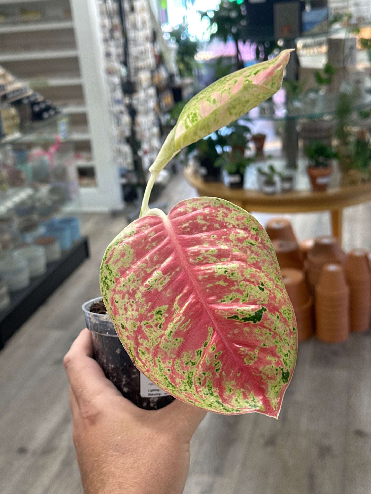 Aglaonema Mahasettee (4") [ID #52485066]