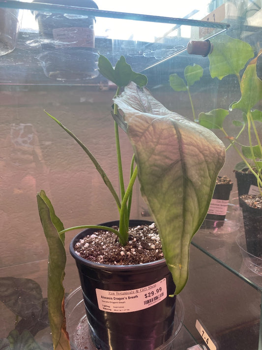 Alocasia Dragon's Breath (#6042882386)
