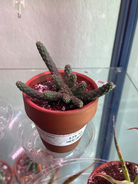Euphorbia inermis (#232062355)