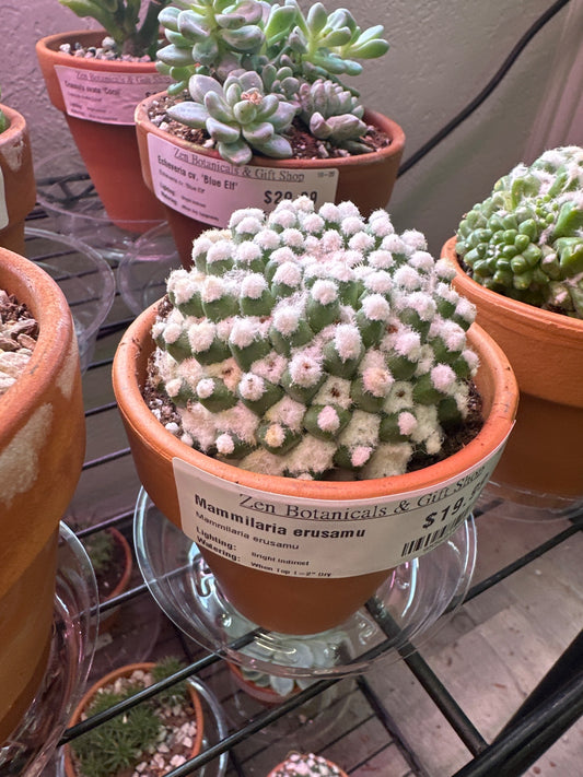 Mammilaria erusamu (#955681040)