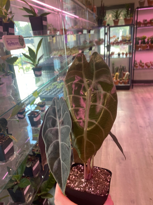 Alocasia Watsoniana (#7921307634)