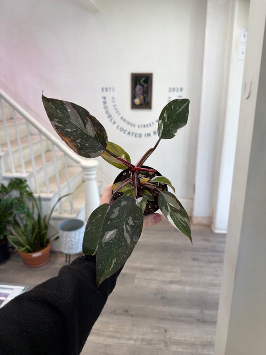 Philodendron Erubescens 'Red Andersen' (#811718585)