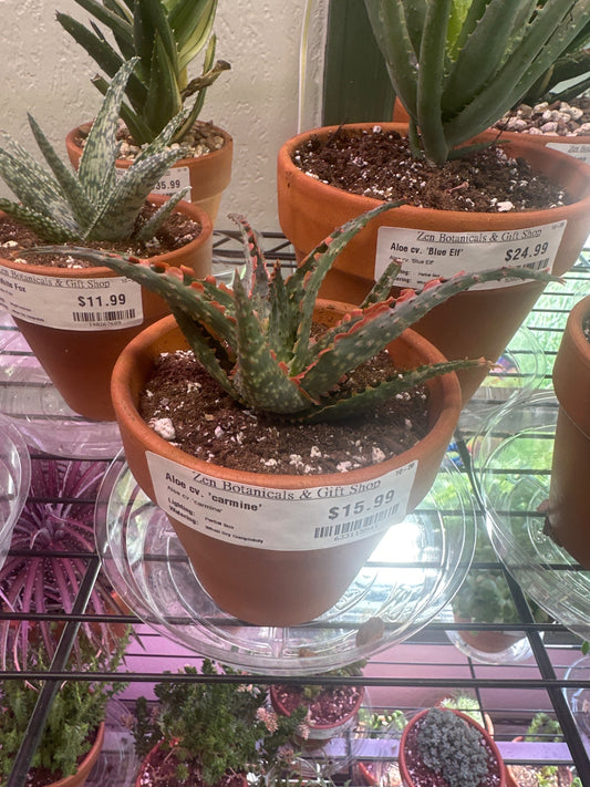 Aloe cv. 'carmine' (#633115541)